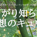 曲がり知らず 理想のキュウリ