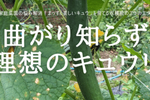 曲がり知らず 理想のキュウリ