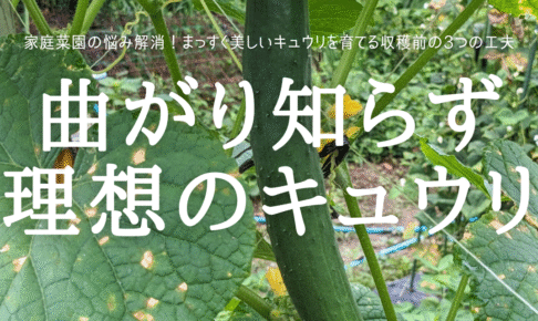 曲がり知らず 理想のキュウリ