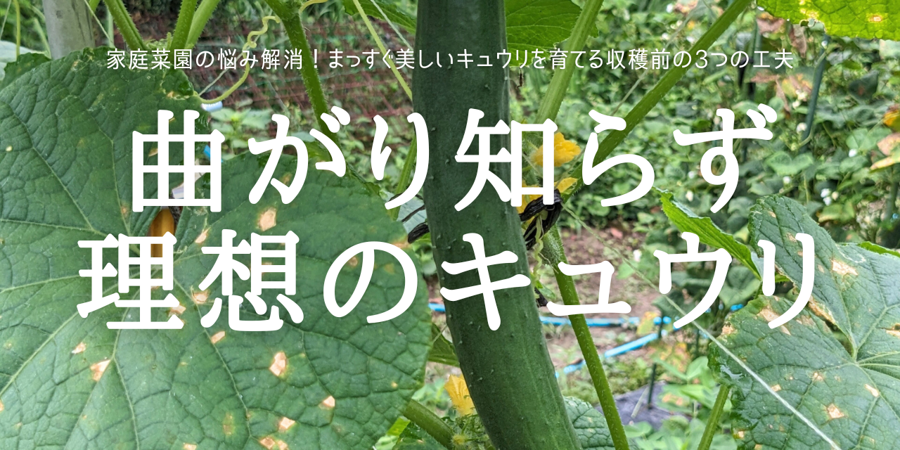 曲がり知らず 理想のキュウリ