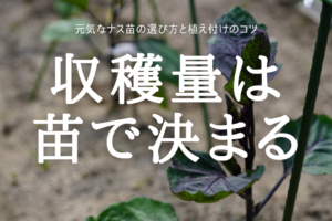 収穫量は 苗で決まる