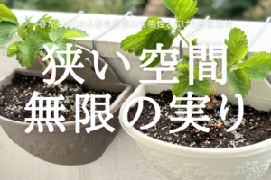 狭い空間 無限の実り