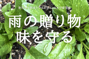 雨の贈り物 味を守る