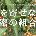 虫を寄せない 秘密の組合せ