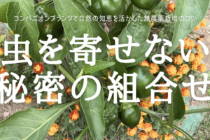 虫を寄せない 秘密の組合せ