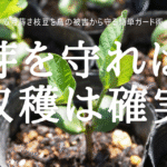 芽を守れば 収穫は確実