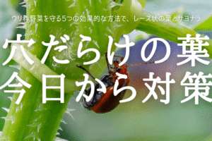 穴だらけの葉 今日から対策