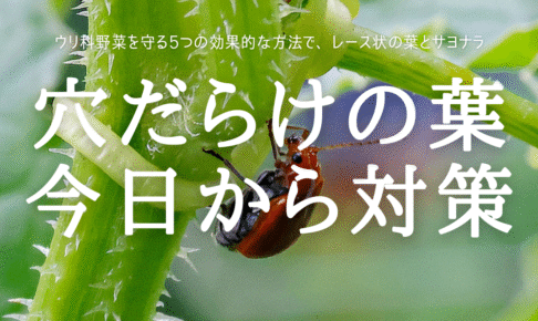 穴だらけの葉 今日から対策