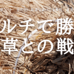 マルチで勝つ 雑草との戦い