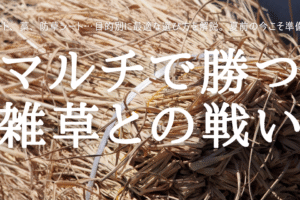 マルチで勝つ 雑草との戦い
