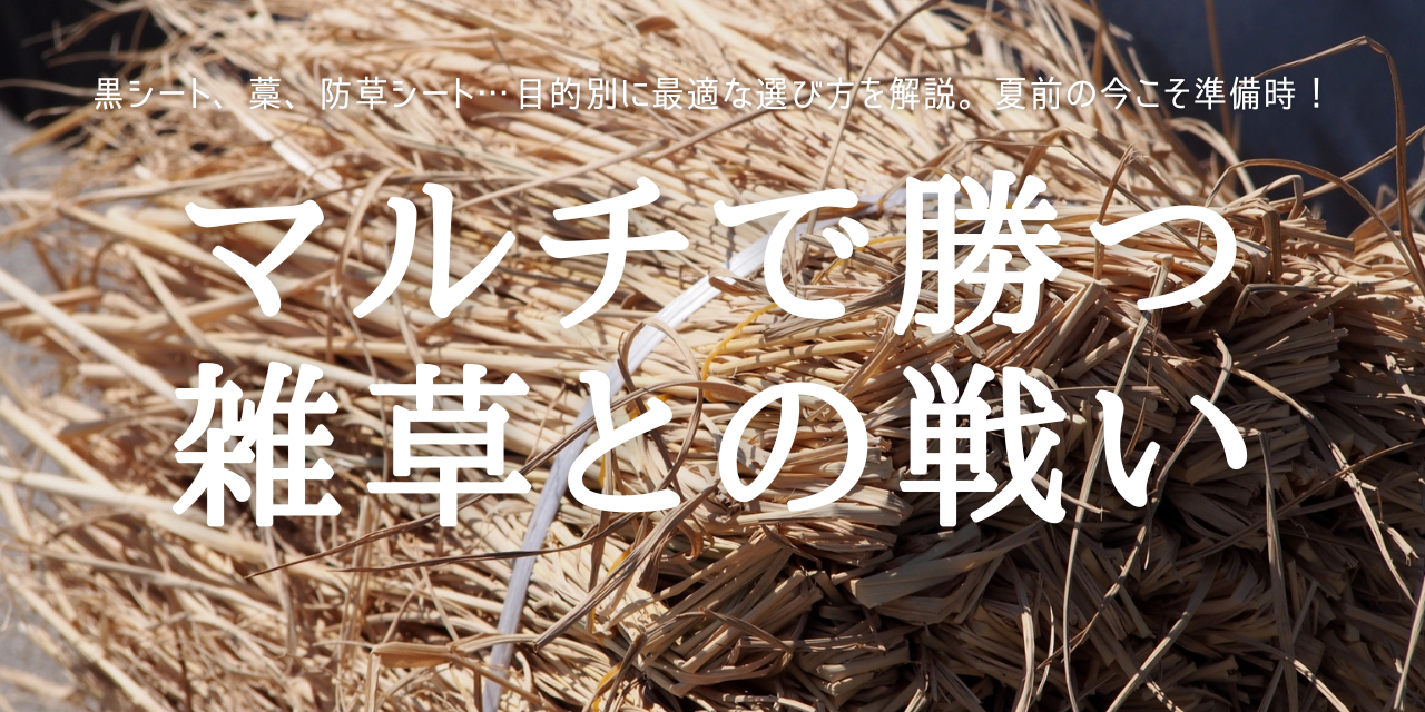 マルチで勝つ 雑草との戦い