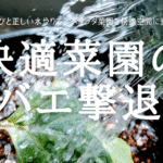 快適菜園の コバエ撃退術