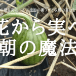 花から実へ 朝の魔法