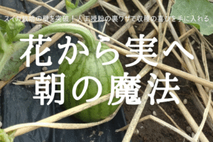 花から実へ 朝の魔法