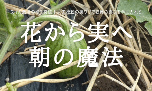 花から実へ 朝の魔法