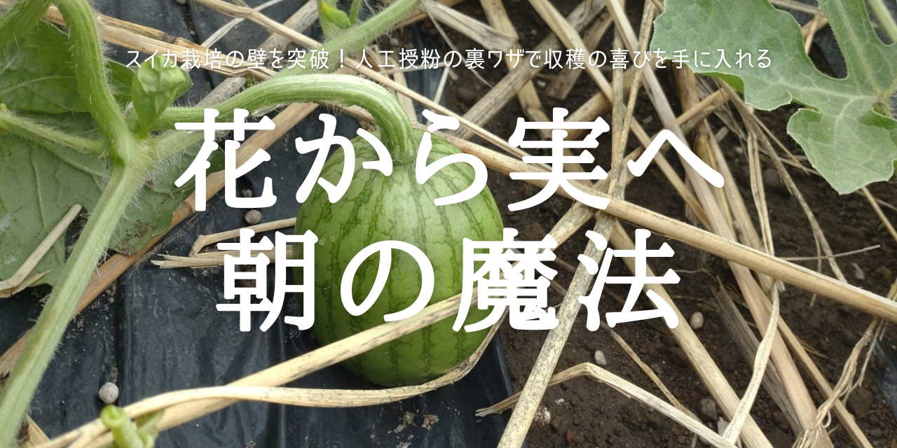 花から実へ 朝の魔法