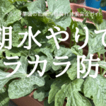 朝水やりで カラカラ防止