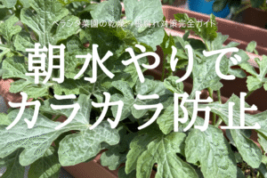 朝水やりで カラカラ防止