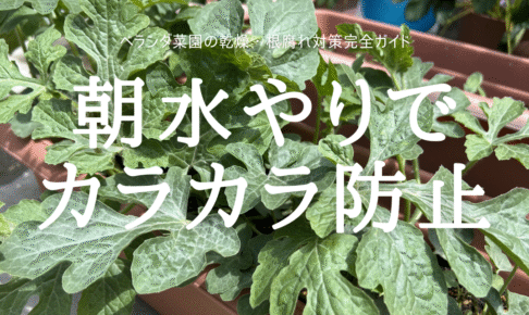 朝水やりで カラカラ防止