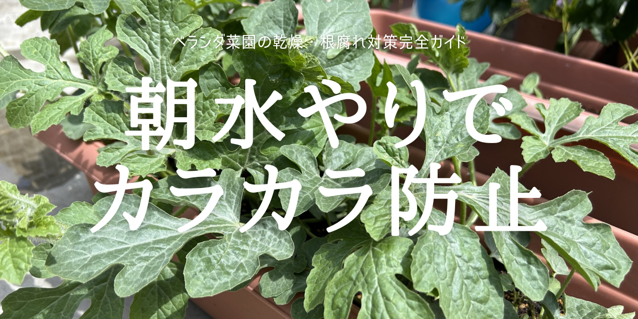 朝水やりで カラカラ防止